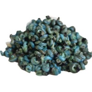 African Periwinkle Snail